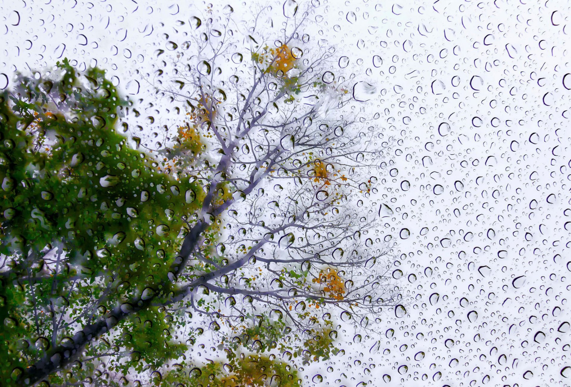 lluvia poema gotas árbol