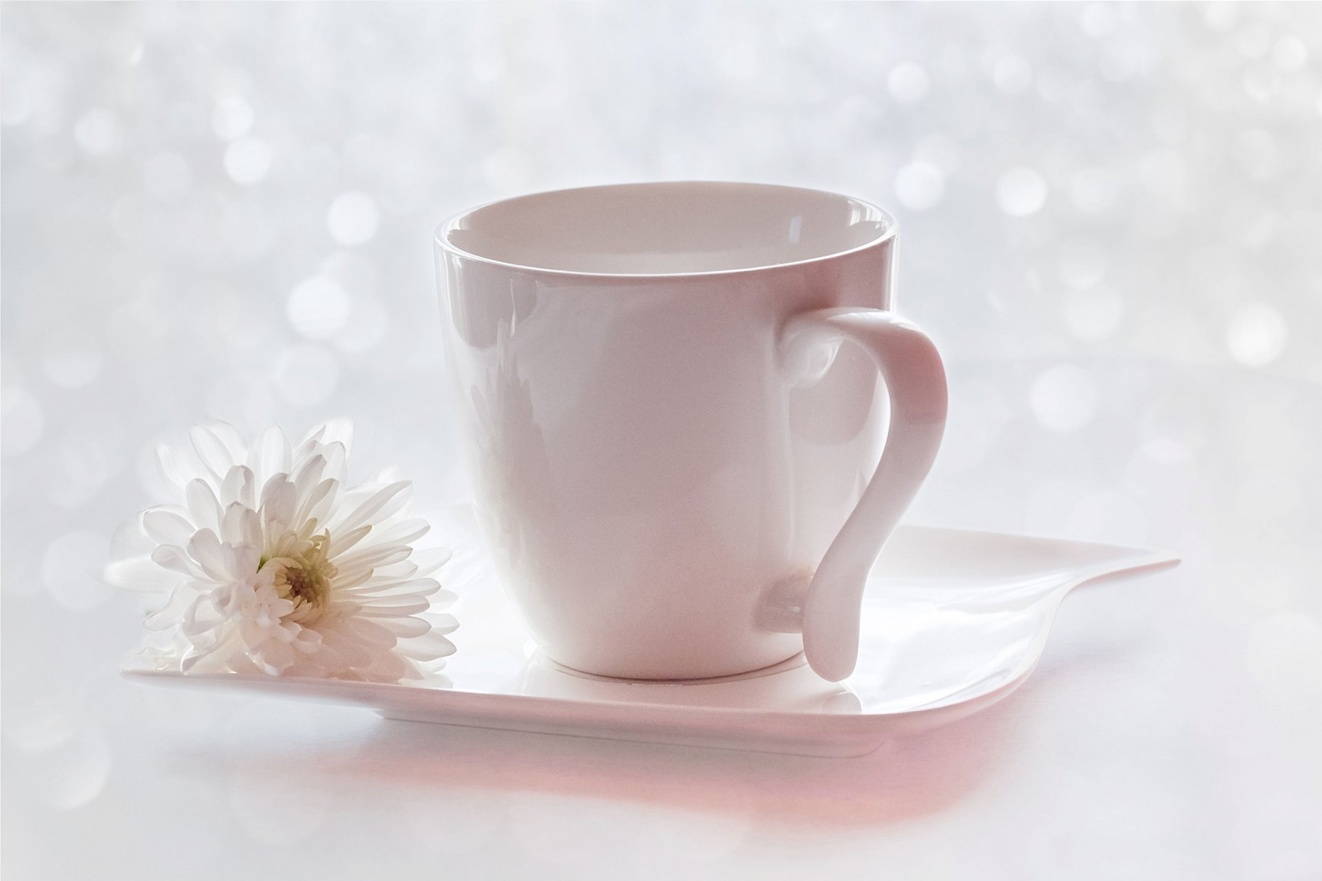 cup saucer flower chrysanthemum reflection