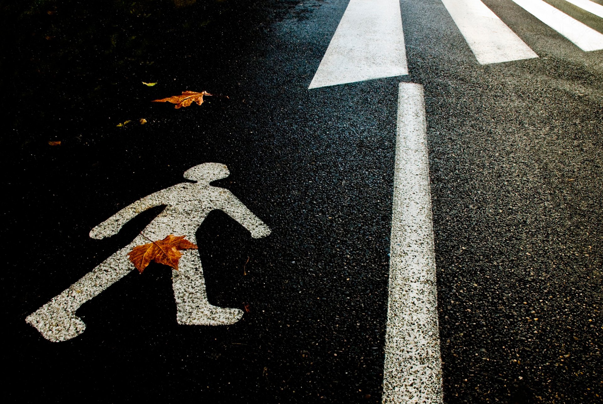 asphalt übergang silhouette blatt zensur herbst