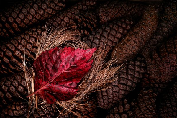 AUTUMN RED LEAF ON STRAW AND CONES