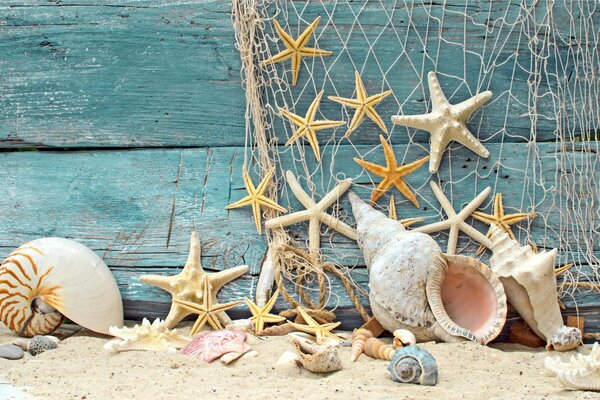 Meeresschönheiten liegen auf dem Sand des Strandes