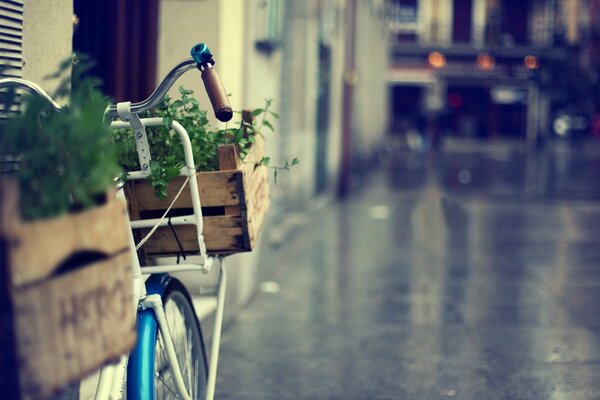 Bike against the wall on the street with plants in boxes