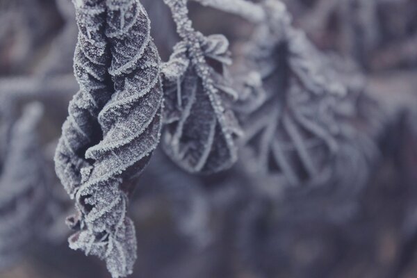 Foglie arrotolate di viscosa su un albero e coperte di brina