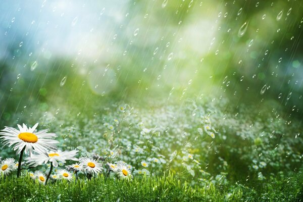 Marguerites blanches comme neige dans les gouttes de pluie sous le soleil