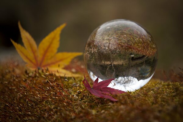 A drop of water in the form of a ball on the leaves