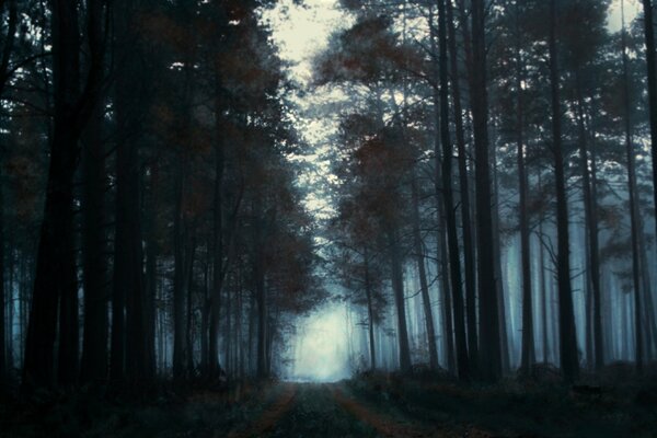 Matin dans la forêt: brouillard et arbres comme paysage peint