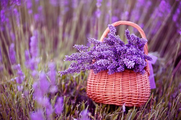 Una canasta de lavanda está de pie en el campo. hermosas flores