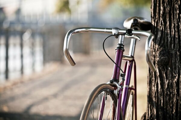 Красивое фото велосипед возле дерева Сиреневый
