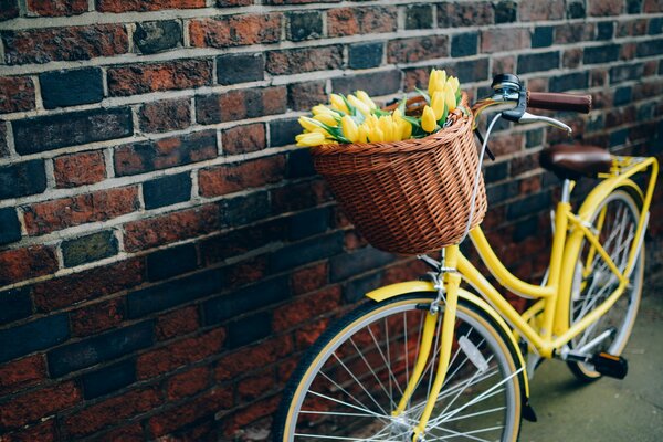 El amarillo es genial con una cesta de tulipanes amarillos contra una pared de ladrillo