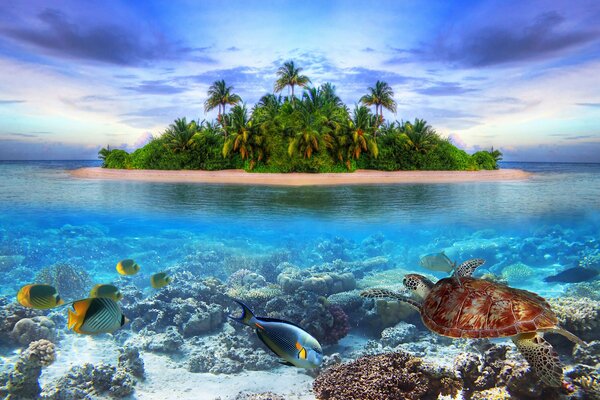 Eine Insel im Meer mit schönen Fischen und einer Schildkröte