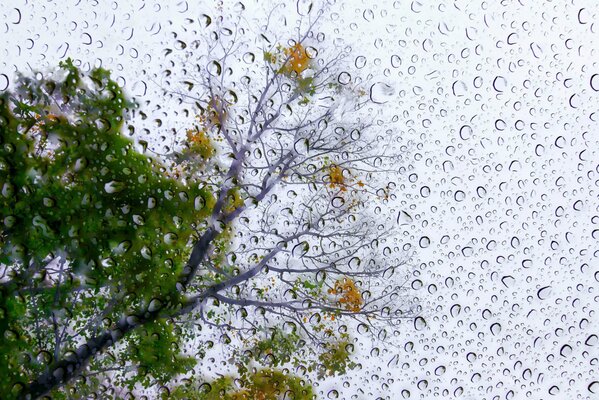 Poetischer Regen auf dem Hintergrund der Bäume