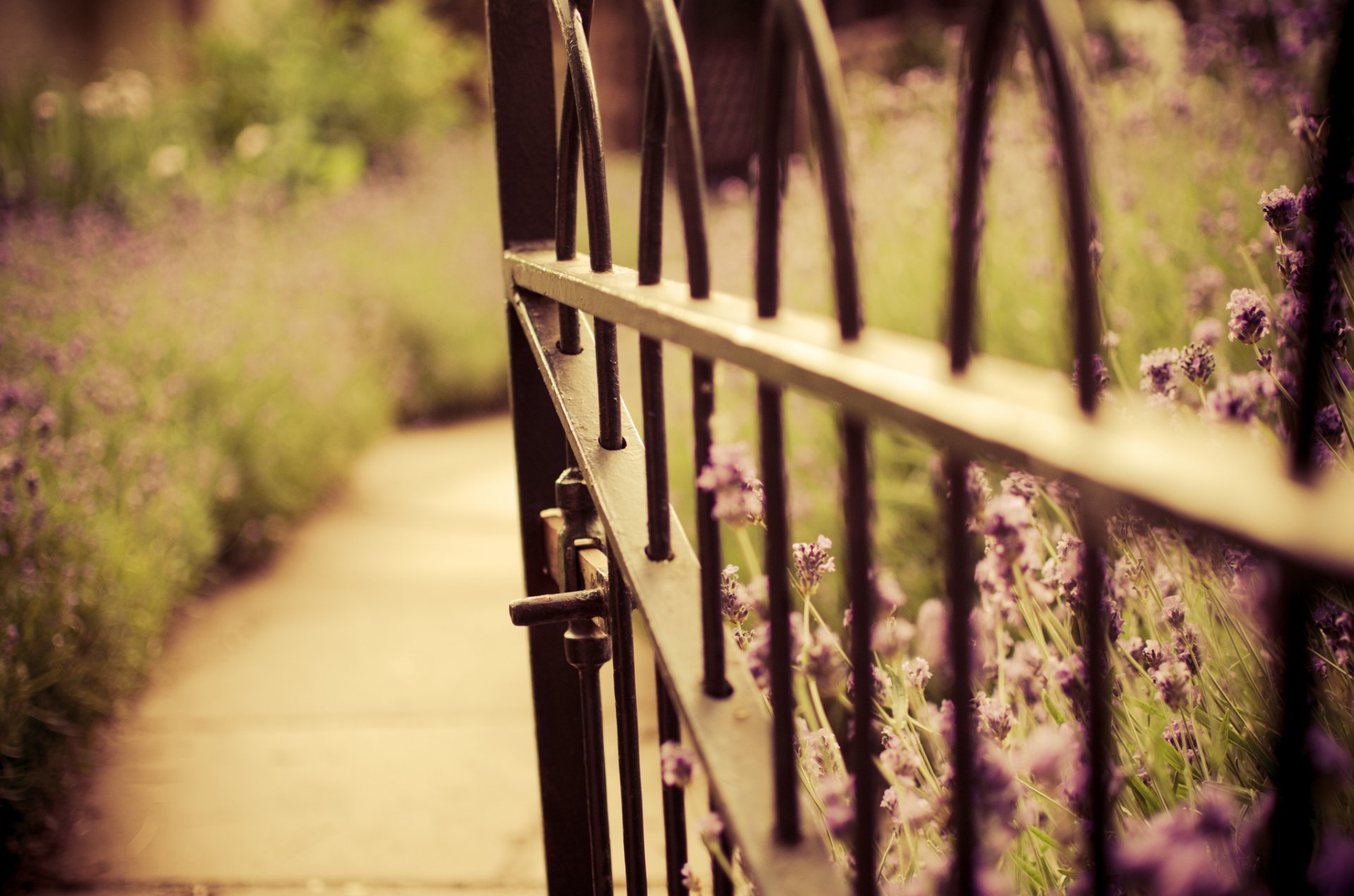 lavender flower nature gate gates fence blur