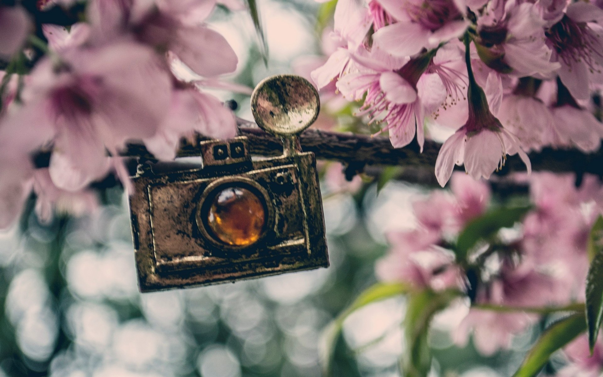 divers pendentif pendentif appareil photo fleurs fleurs rose fond papier peint écran large plein écran écran large écran large