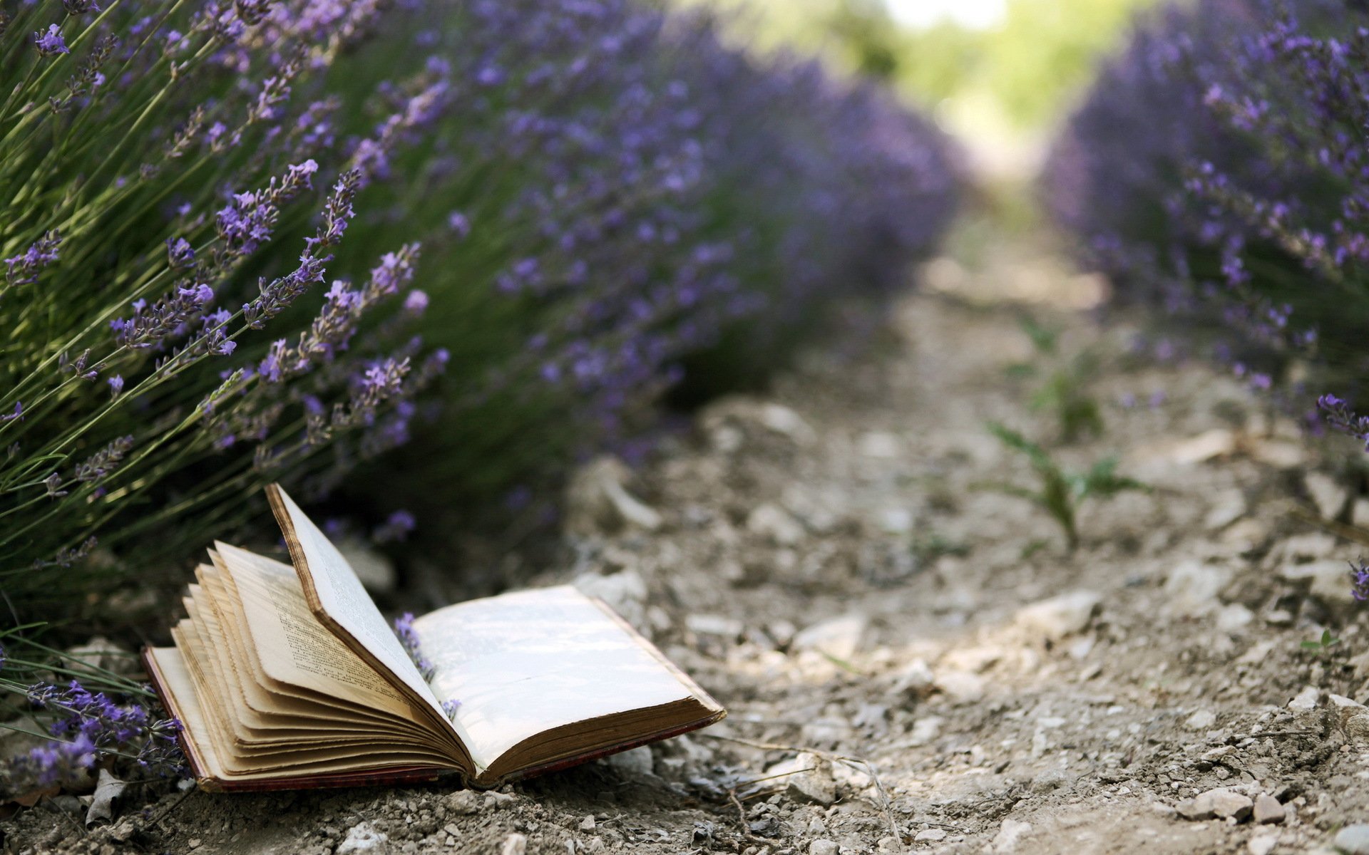 buch blumen lavendel hintergrund