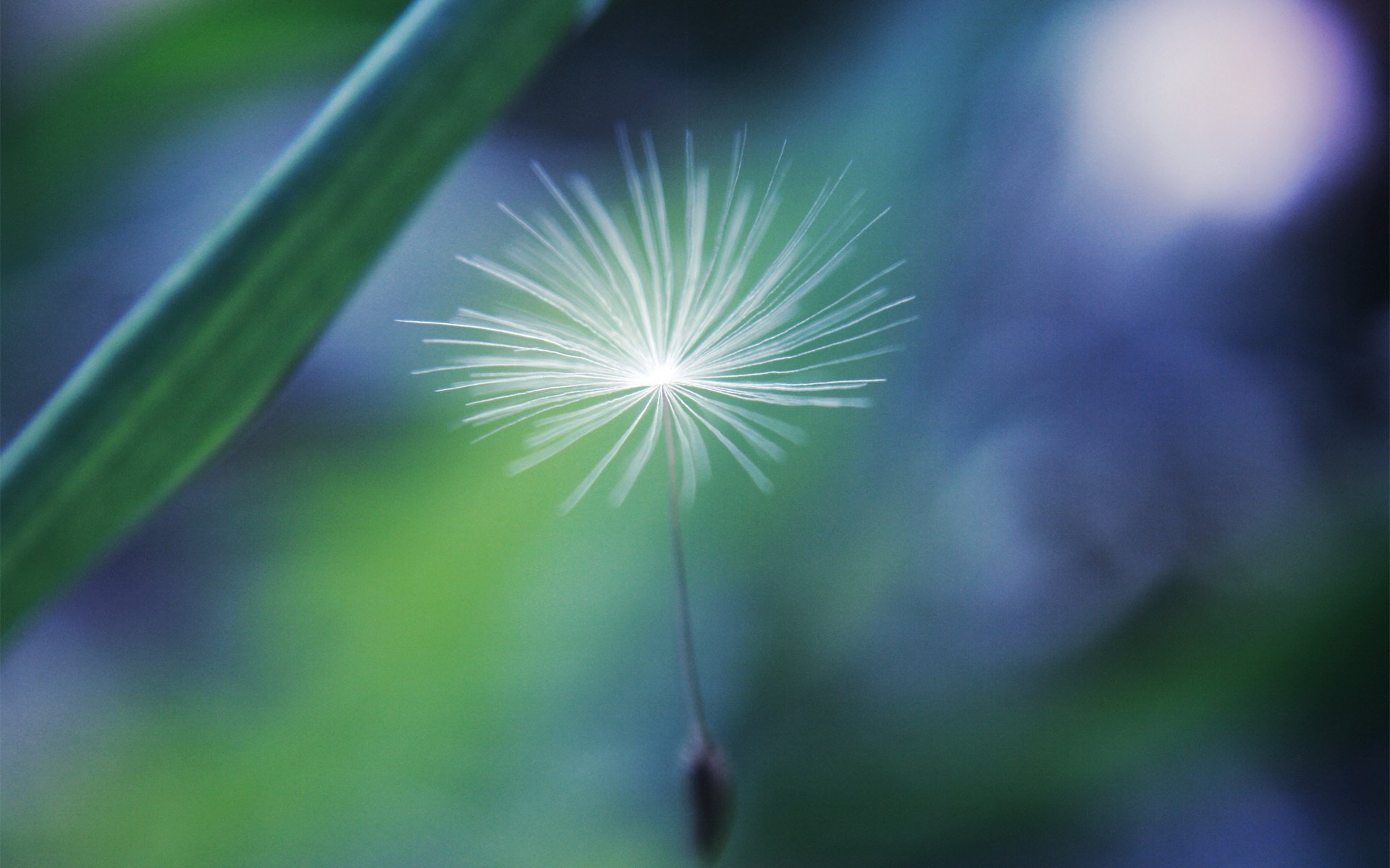 parashyutik dandelion seeds focus nature gra