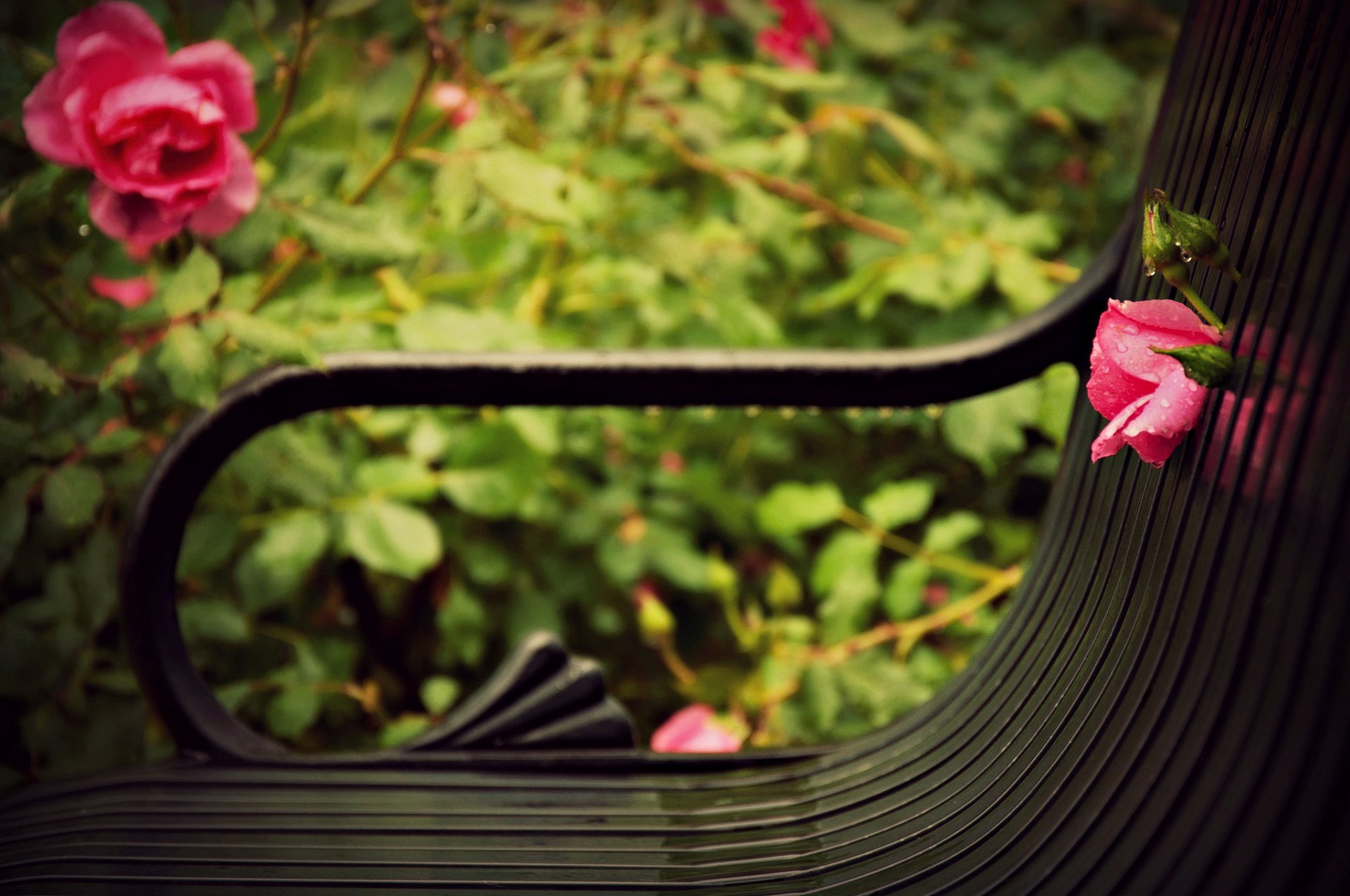 miscellaneous moods macro bench bench bench flowers flower flower rose rose pink leaves leaves leaves green background wallpaper widescreen fullscreen widescreen widescreen