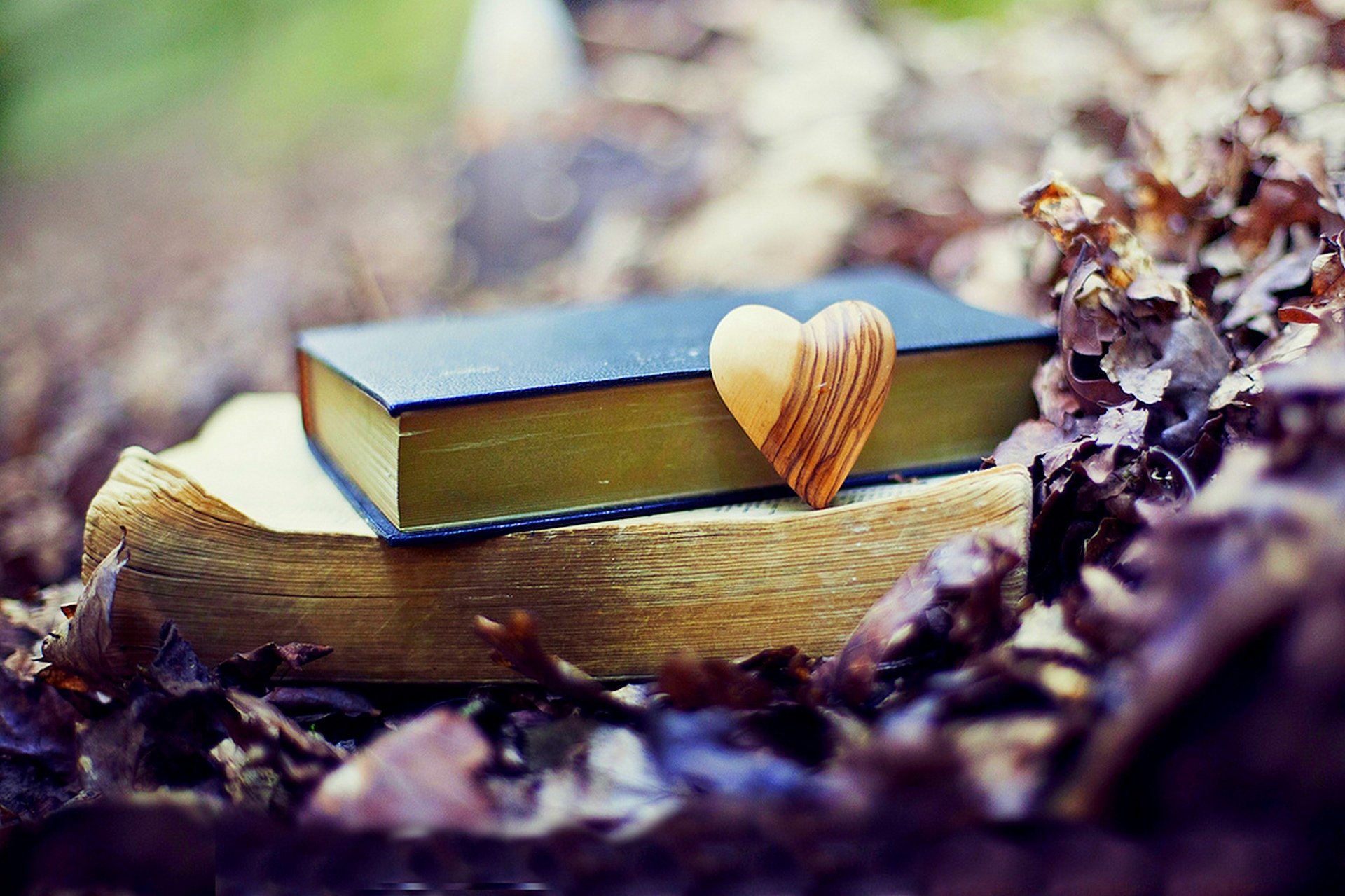 automne feuilles livres chute amour vieux forêt parc nature coeur