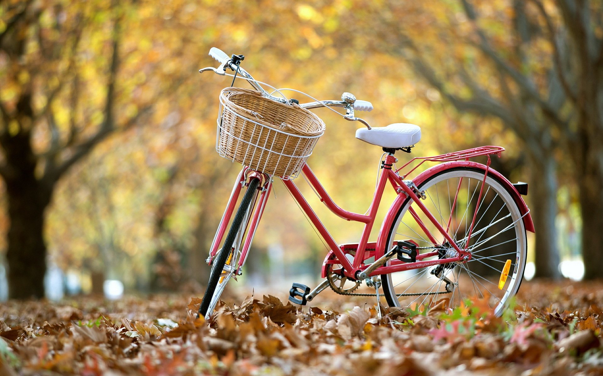 strada bicicletta foglie