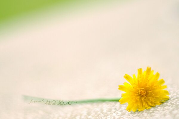 Gelbe Blume auf weißem Hintergrund