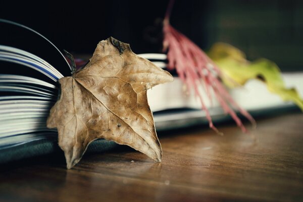 Bookmarks in a book of colorful leaves