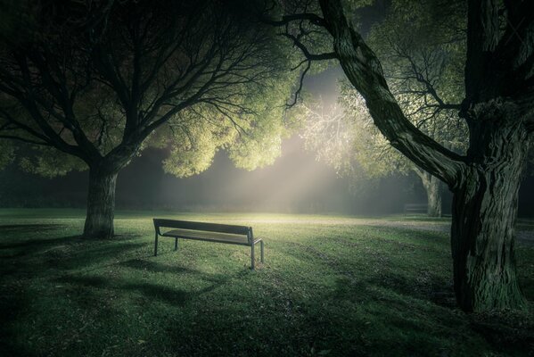 Licht fällt im Nebel auf die Bank