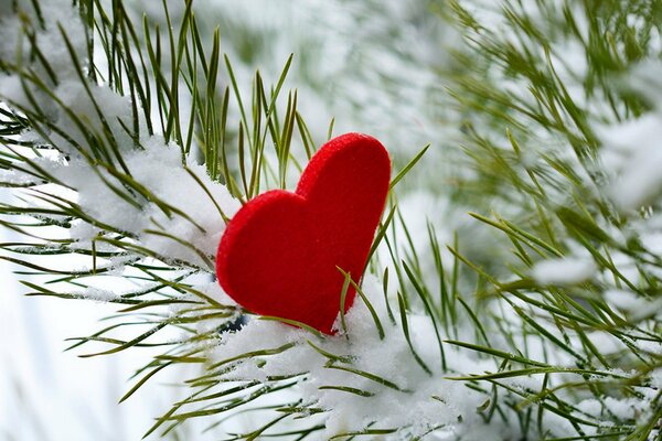 Cuore su un ramo di abete innevato