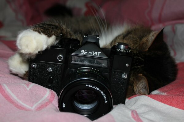 Caméra Zenith dans les pattes de chat