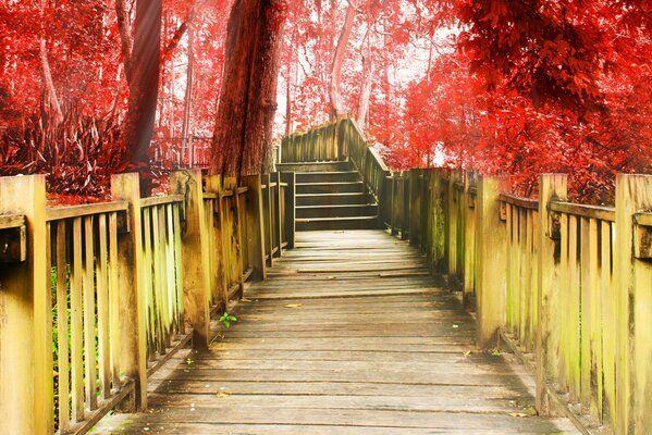 Ein Holzweg unter roten Bäumen