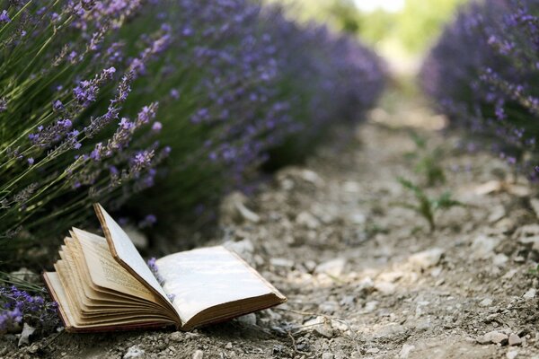 Libro aperto sul campo di lavanda