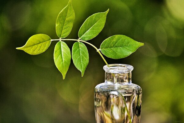 A green branch in a glass vase