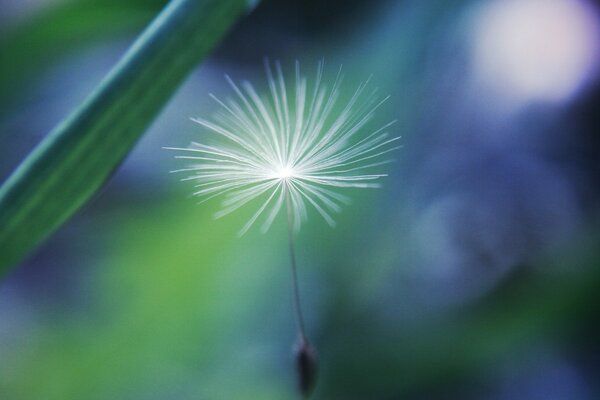 Pissenlit parachute fleur en mise au point