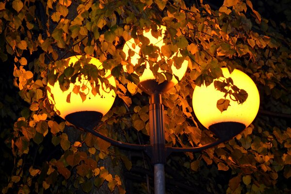 Linternas en el parque nocturno de cerca