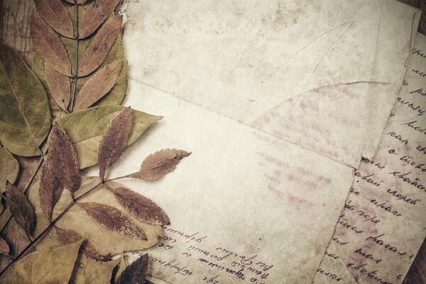 Antique paper dried leaves letter