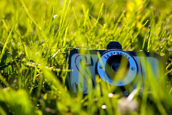 LaSaddina camera in the green grass