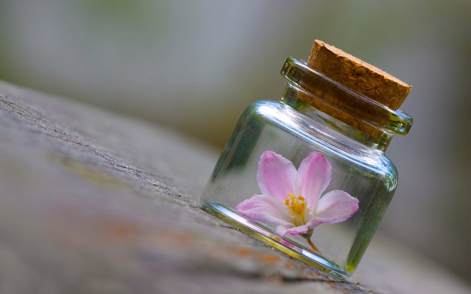 bubble jar of the bank flower close up surface