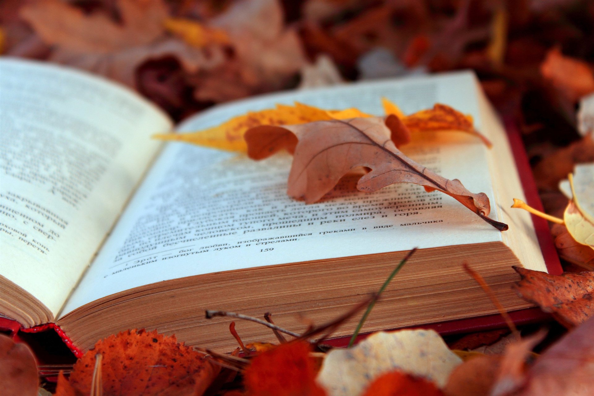 livre texte feuilles automne feuillage pages