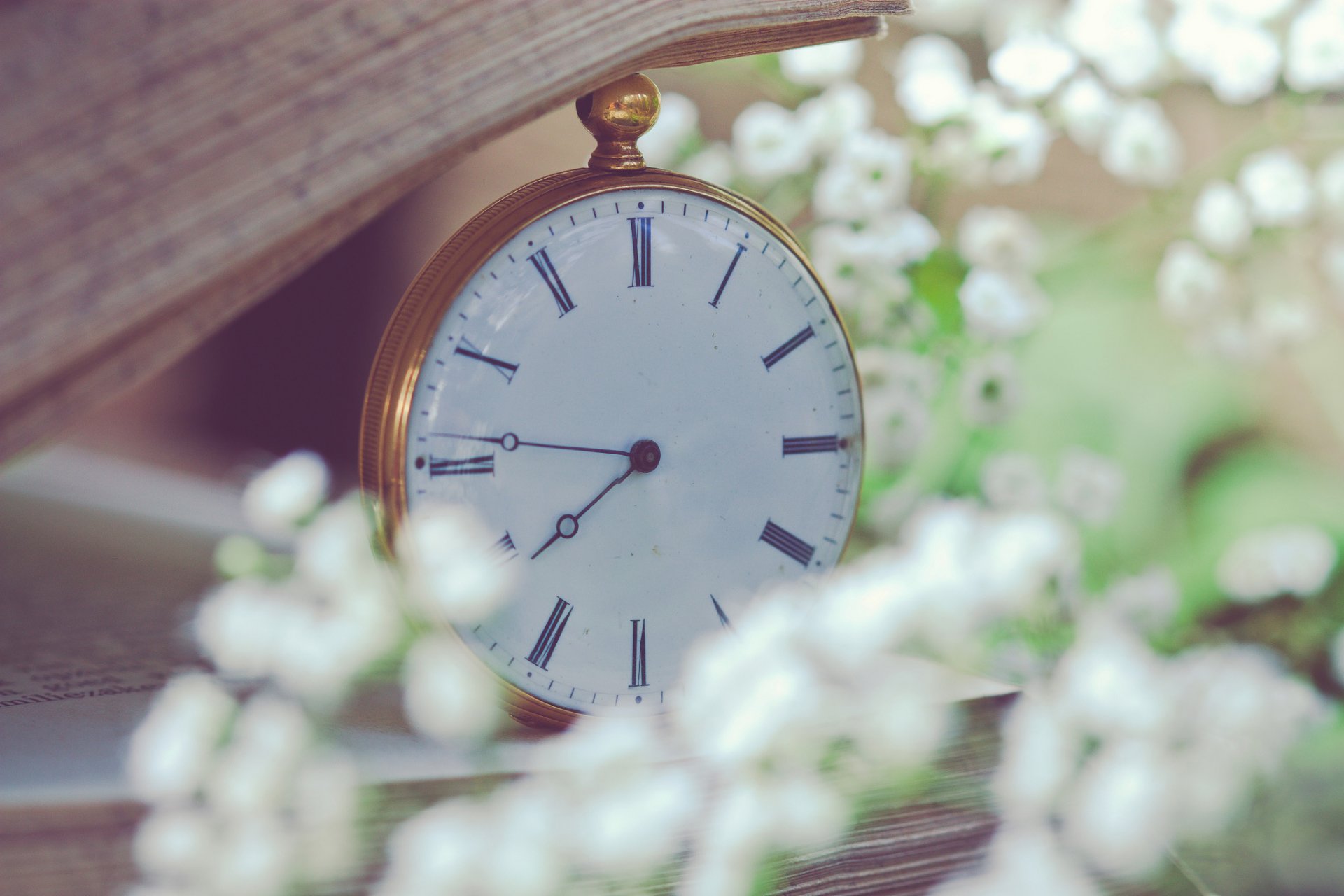 watches pocket book pages flower white small blur close up baby s breath