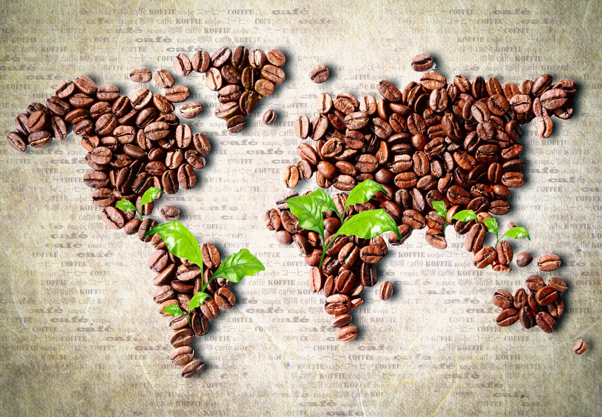 café grains feuilles carte continents