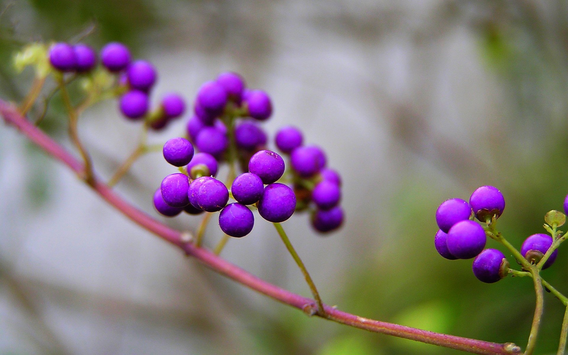 rama naturaleza bayas púrpura fruta hermosa callicarpa