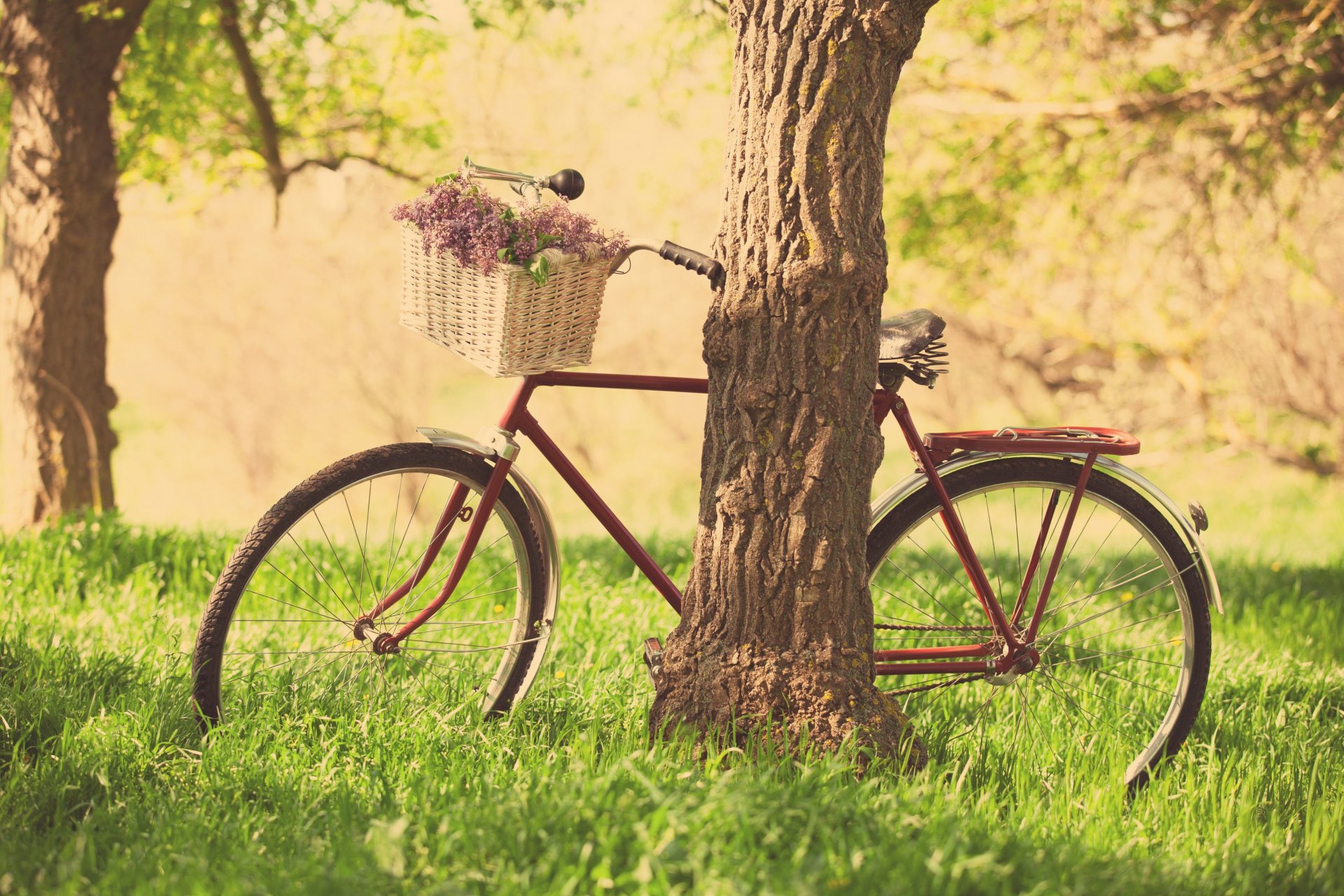 mood bicicletta ruota cestino cestino fiori fiori viola natura erba verde albero alberi foglie sfondo carta da parati widescreen schermo intero widescreen