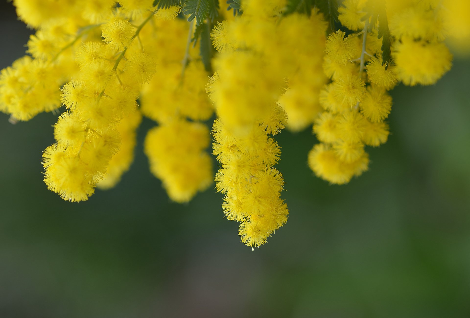 akazie blumen gelb frühling baum natur zweig blüte