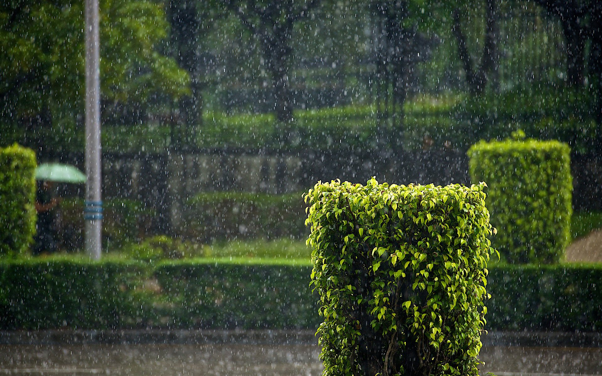 rock rain bush street town green