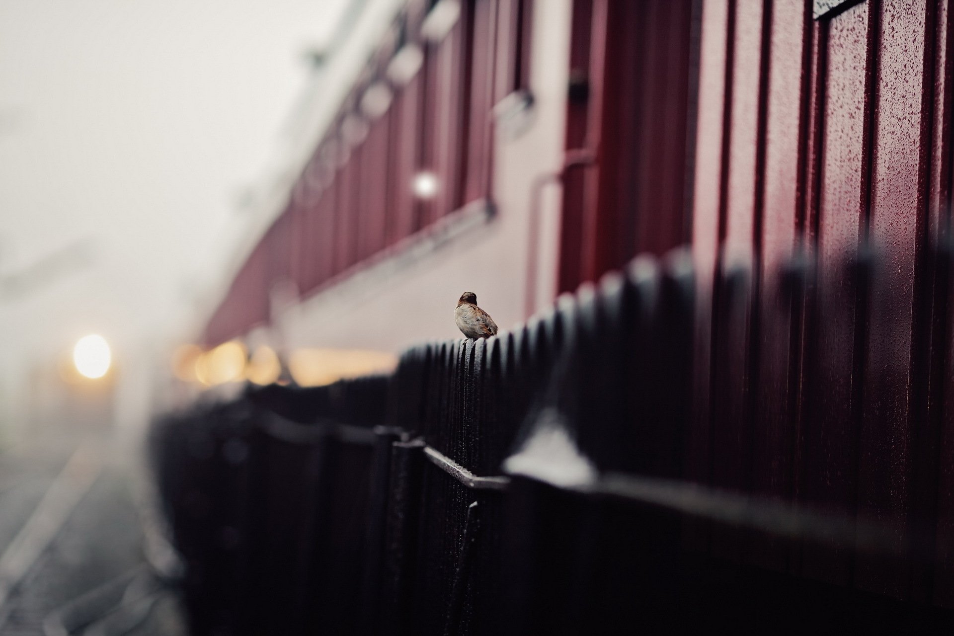 fence sparrow street