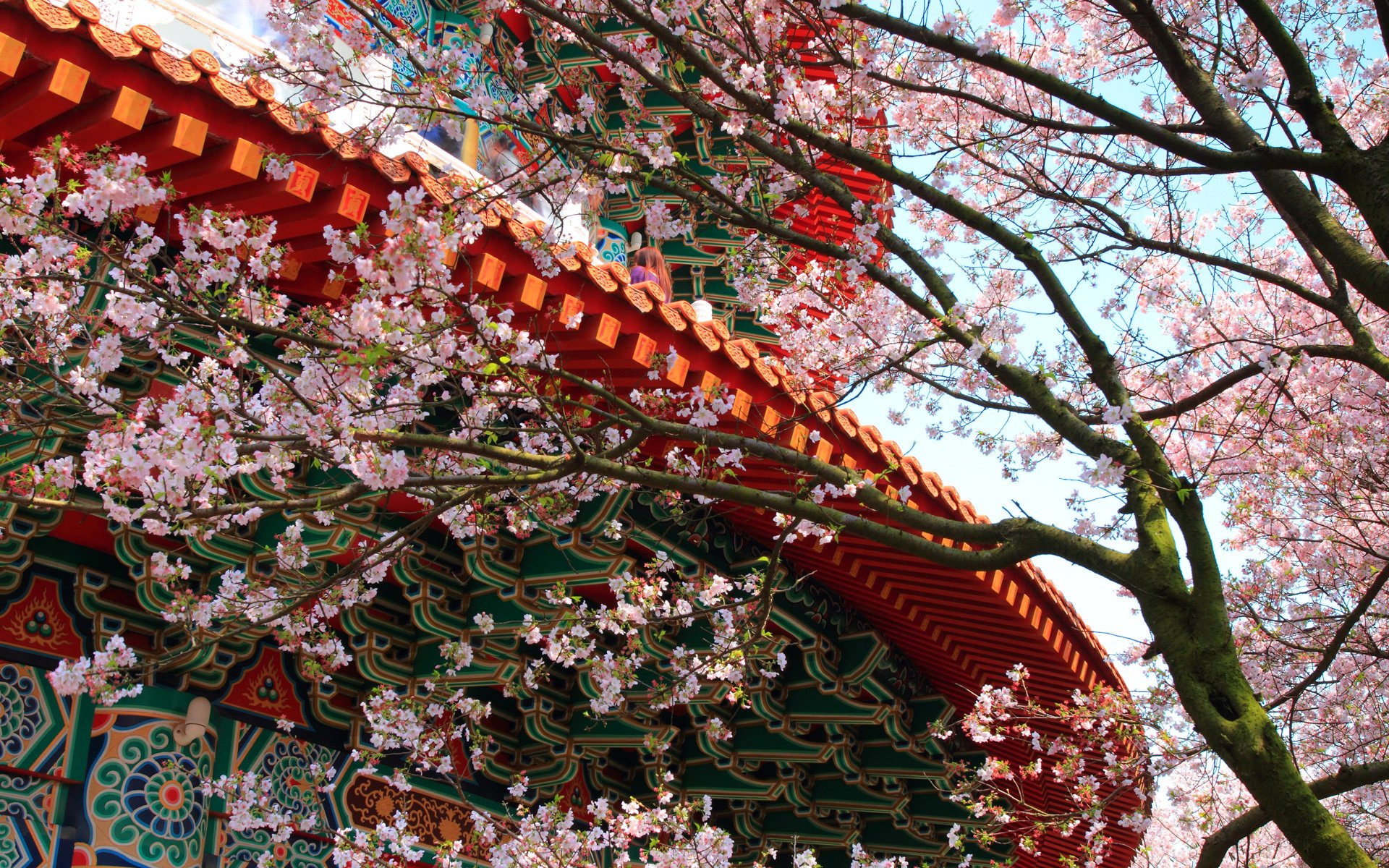 building temple patterns sakura tree flower spring