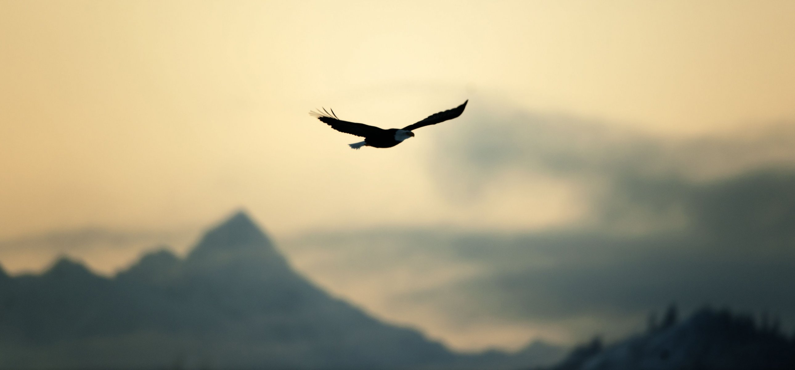 varie uccello aquila volo libertà natura cielo sfocatura calma widescreen schermo intero widescreen carta da parati