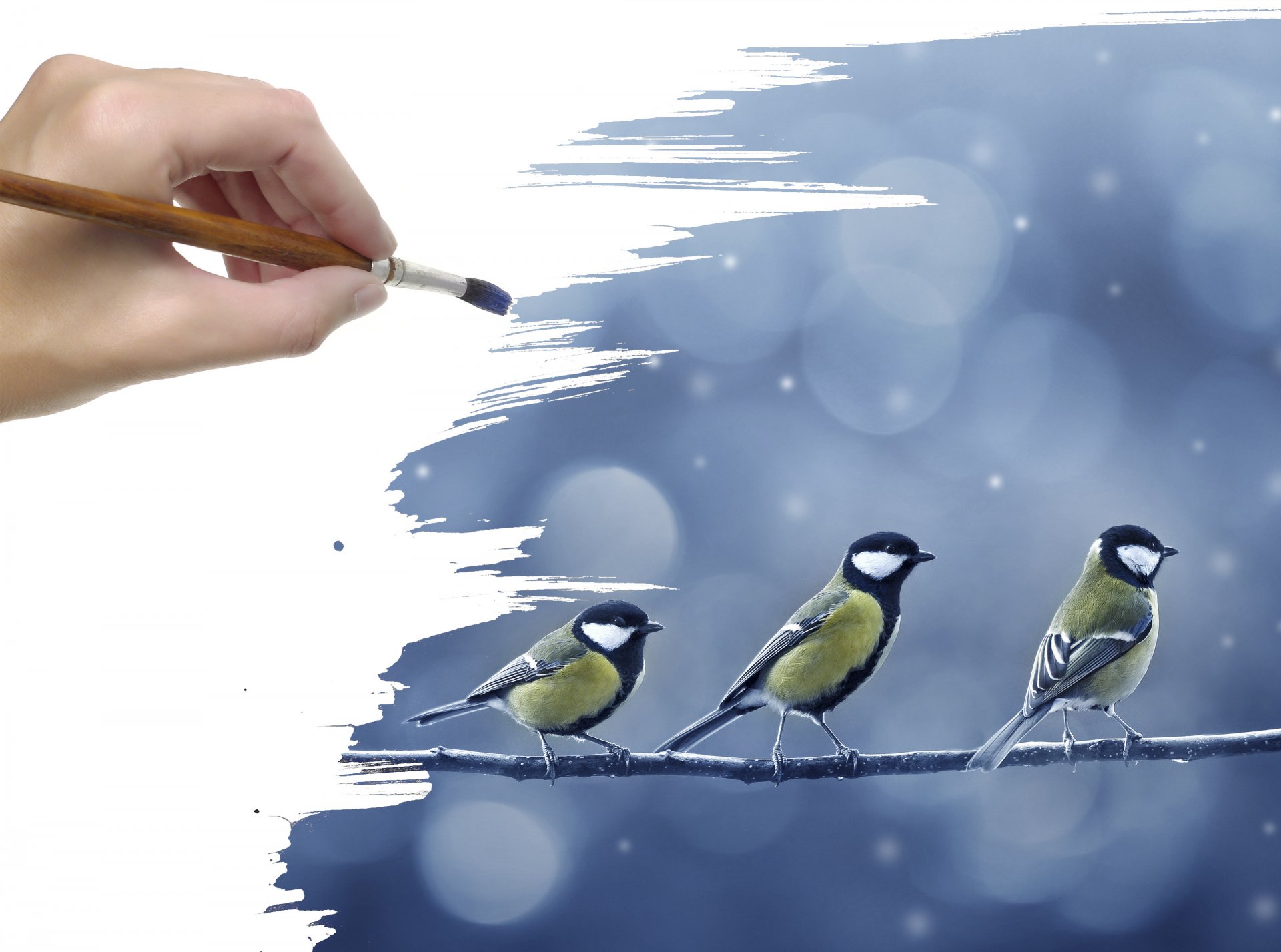 brush hand picture branch tits birds snow