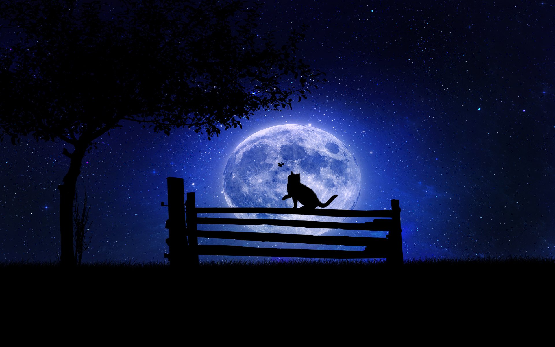 nuit chat banc arbre lune