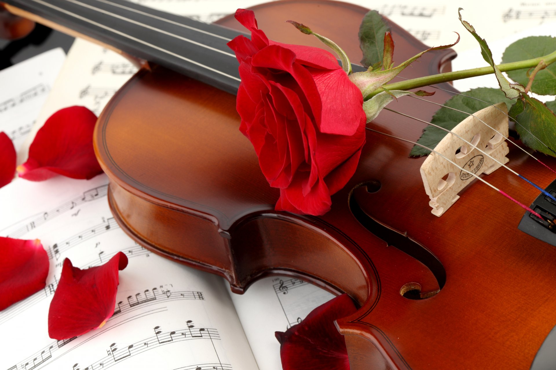 violín rosa rojo pétalos flor notas musicales