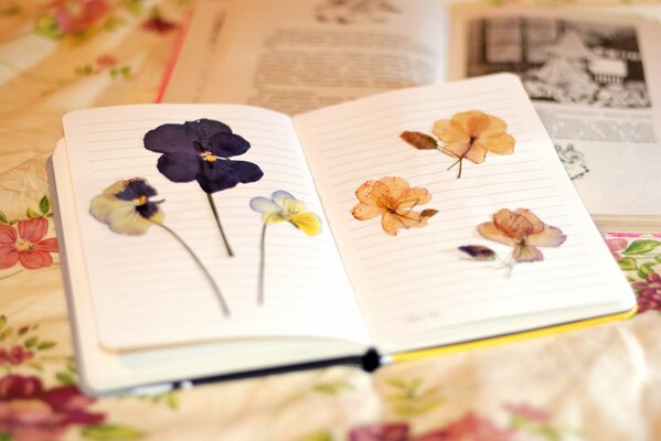 Trockene Blumen liegen im Notizbuch