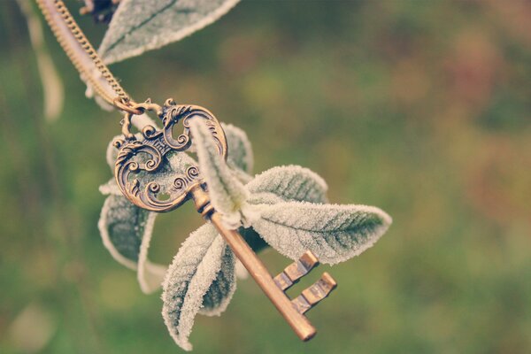 A key on a branch on a green background